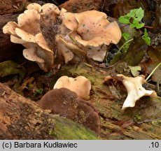 Lentinellus ursinus (twardówka filcowata)