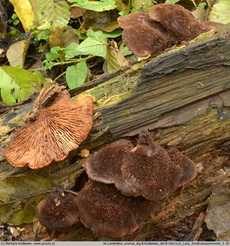 Lentinellus ursinus (twardówka filcowata)