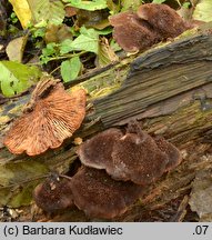 Lentinellus ursinus (twardówka filcowata)