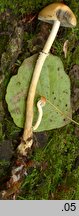 Leratiomyces squamosus (łysiczka łuskowata)