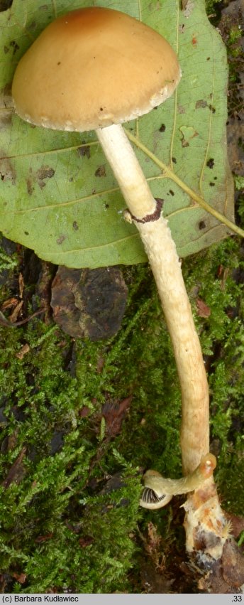 Leratiomyces squamosus (łysiczka łuskowata)