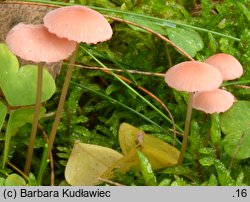 Mycena rosella (grzybówka różowawa)