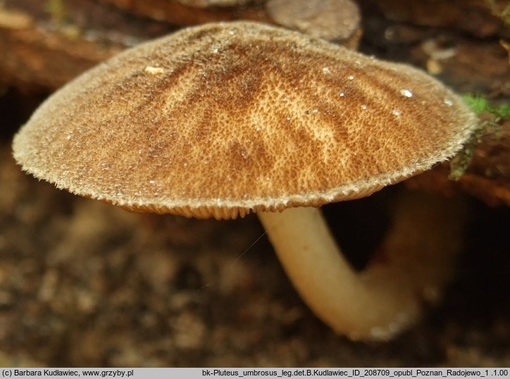 Pluteus umbrosus (drobnołuszczak czarnożyłkowy)