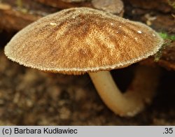 Pluteus umbrosus (drobnołuszczak czarnożyłkowy)