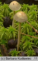 Protostropharia alcis