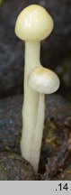 Protostropharia alcis