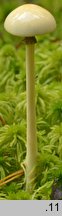 Protostropharia alcis