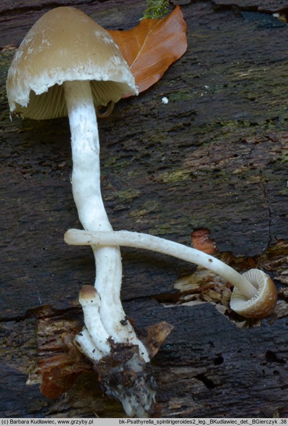 Psathyrella spintrigeroides