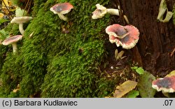 Russula atrorubens (gołąbek czarnoczerwony)