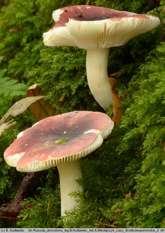 Russula atrorubens (gołąbek czarnoczerwony)