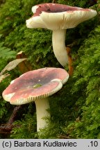 Russula atrorubens (gołąbek czarnoczerwony)