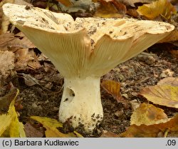 Russula chloroides (gołąbek wąskoblaszkowy)