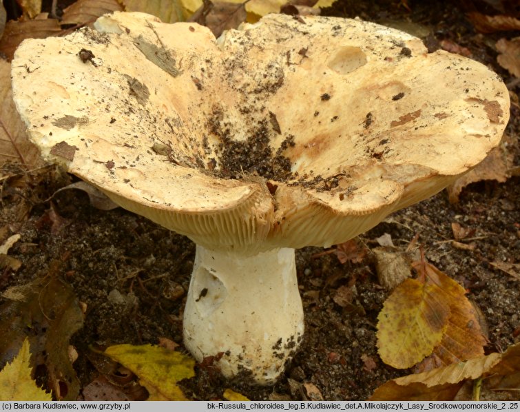 Russula chloroides (gołąbek wąskoblaszkowy)