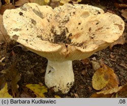 Russula chloroides (gołąbek wąskoblaszkowy)