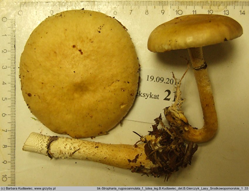 Stropharia rugosoannulata f. lutea