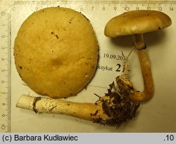 Stropharia rugosoannulata f. lutea