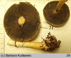 Stropharia rugosoannulata f. lutea