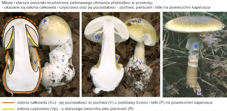 Amanita phalloides (muchomor zielonawy)