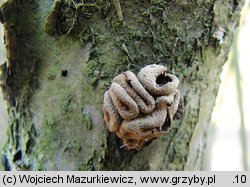 Encoelia furfuracea (orzechówka mączysta)