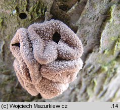 Encoelia furfuracea (orzechówka mączysta)