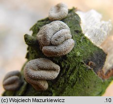 Encoelia furfuracea (orzechówka mączysta)