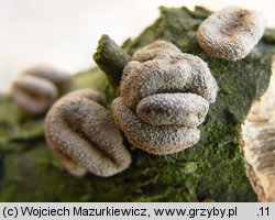 Encoelia furfuracea (orzechówka mączysta)