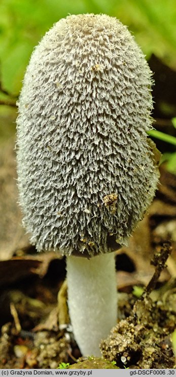 Coprinopsis jonesii