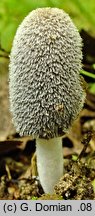 Coprinopsis jonesii