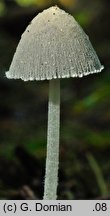 Coprinopsis nivea (czernidłak śnieżnobiały)