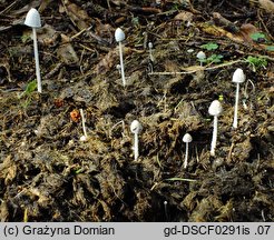 Coprinopsis nivea (czernidłak śnieżnobiały)