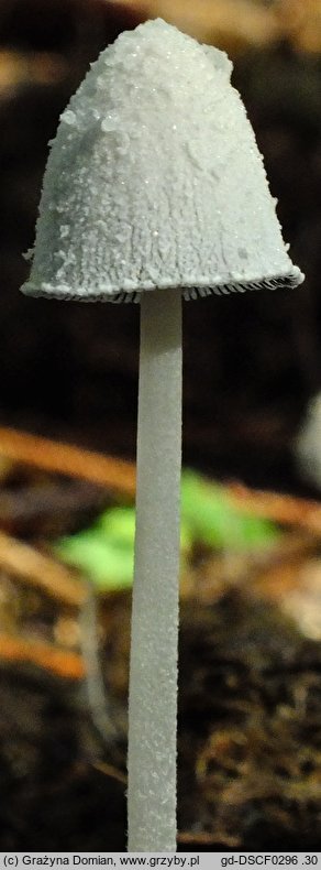 Coprinopsis nivea (czernidłak śnieżnobiały)