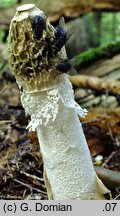 Phallus indusiatus (sromotnik woalkowy)