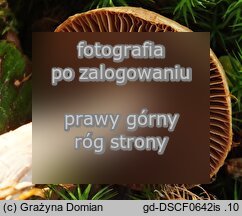 Cortinarius torvus (zasłonak pachnący)