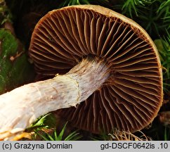 Cortinarius torvus (zasłonak pachnący)