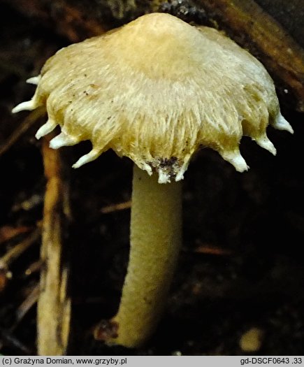 Inocybe appendiculata (strzępiak frędzlowaty)