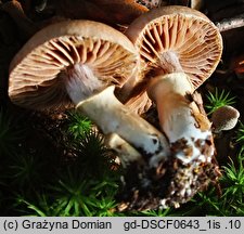 Cortinarius torvus (zasłonak pachnący)