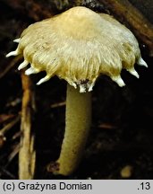 Inocybe appendiculata (strzępiak frędzlowaty)