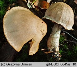 Cortinarius torvus (zasłonak pachnący)