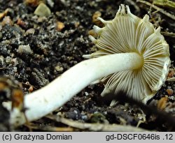 Inocybe appendiculata (strzępiak frędzlowaty)