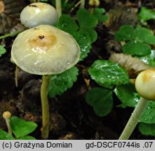 Protostropharia alcis