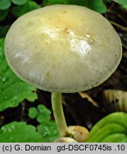 Protostropharia alcis