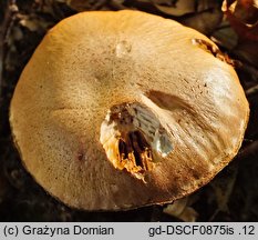 Cortinarius torvus (zasłonak pachnący)