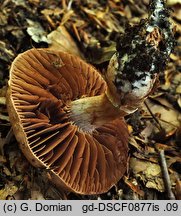 Cortinarius torvus (zasłonak pachnący)