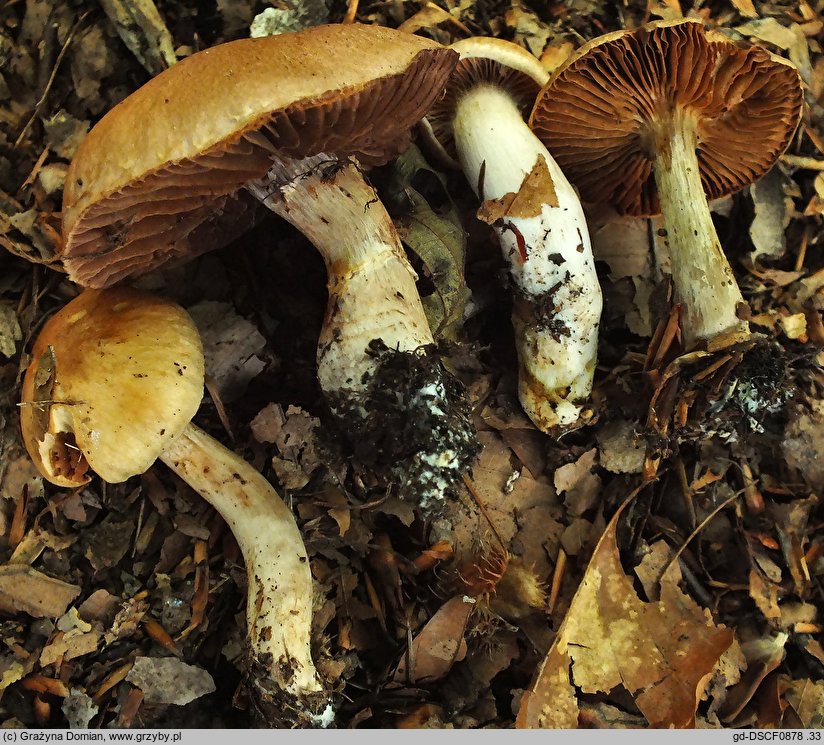 Cortinarius torvus (zasłonak pachnący)