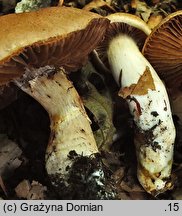 Cortinarius torvus (zasłonak pachnący)