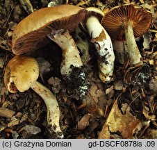 Cortinarius torvus (zasłonak pachnący)