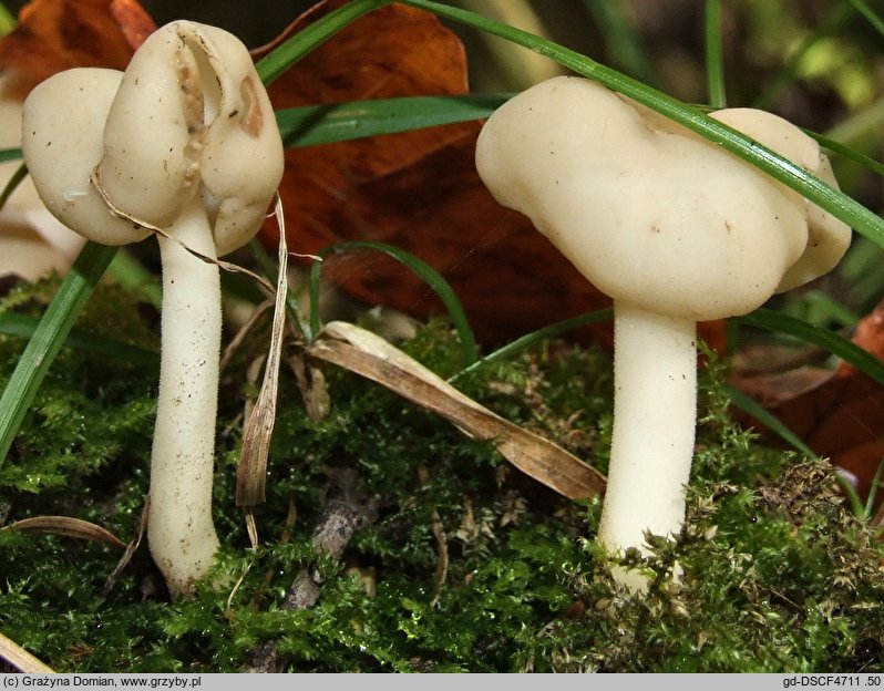 Helvella levis