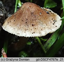 Inocybe splendens (strzępiak brunatny)