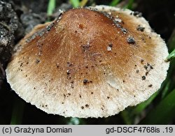 Inocybe splendens (strzępiak brunatny)