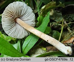 Inocybe splendens (strzępiak brunatny)